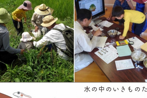 【June/July】Wildlife Picnic at Suzume Farm! Let’s Observe Tiny Creatures Living Inside Rice Fields!