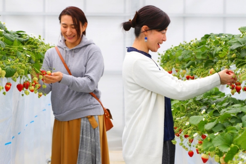 Sendai Strawberry Picking Experience