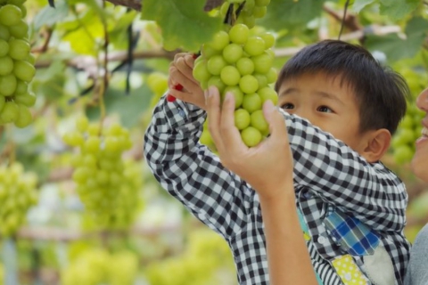 40-minute All-You-Can-Eat Luxury Grape Picking Experience in Yamamoto Town