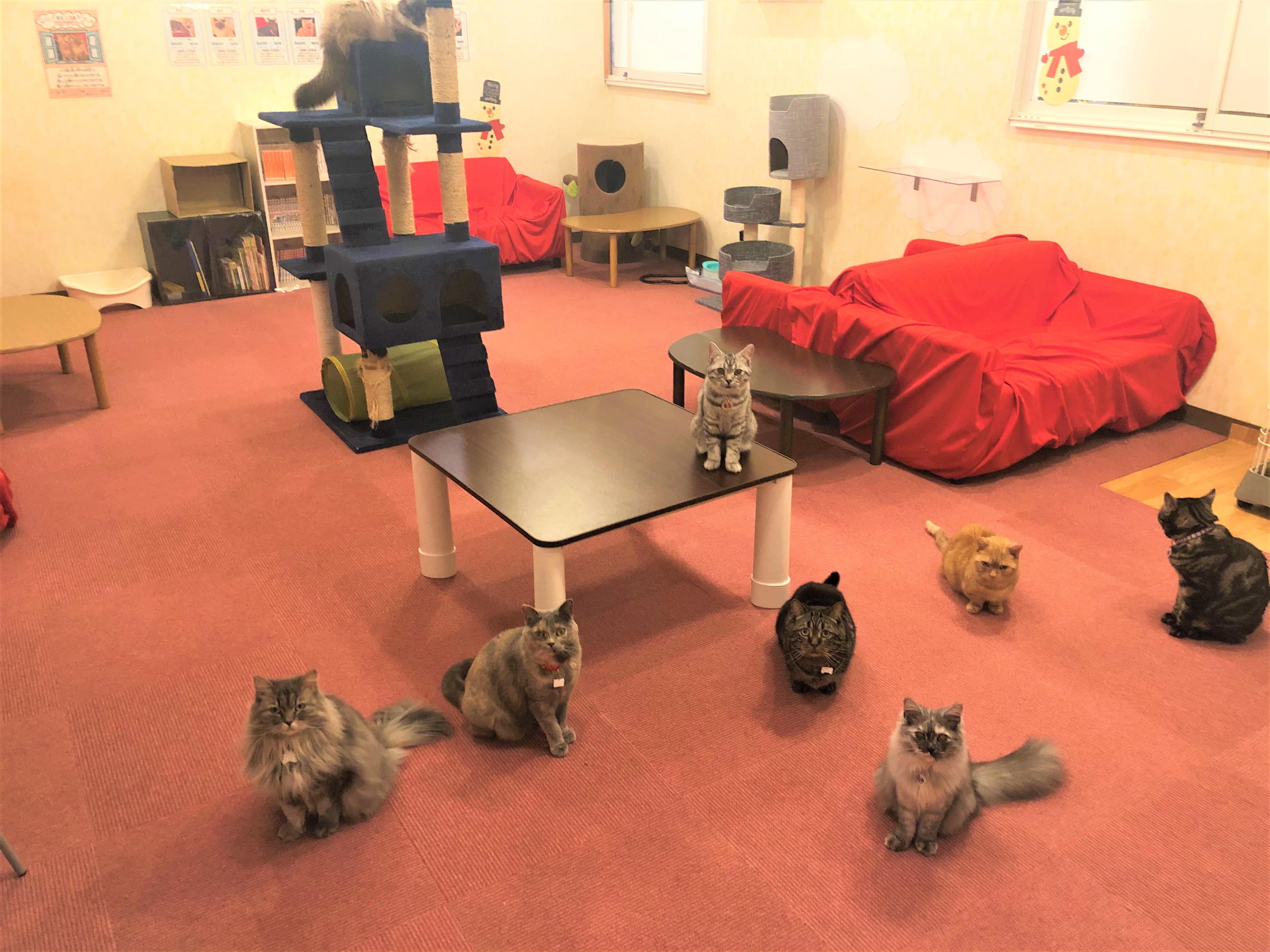 AmusePark Cat Cafe 【公式】See Japan, Experience Sendai Activities
