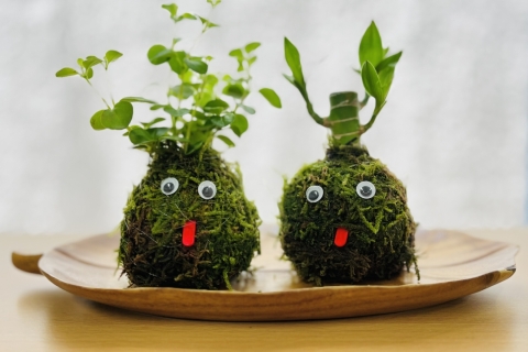 Moss Ball Making Experience Near Sendai Station