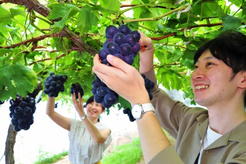 Grape and Japanese Pear Picking Experience in Sendai