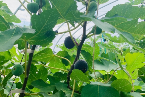 Fig Picking Experience in Sendai