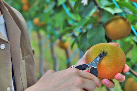 Japanese Pear Picking Experience in Sendai