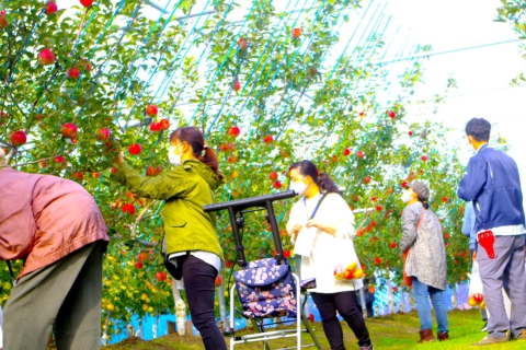 Apple Picking at JR Fruit Park Sendai Arahama