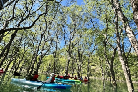 Submerged Forest Canoeing Experience