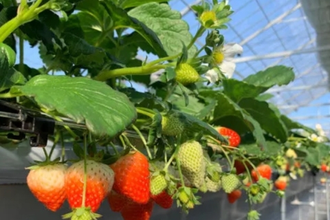 【Kerokero no Mori】 Strawberry Picking Experience Near Sendai Airport