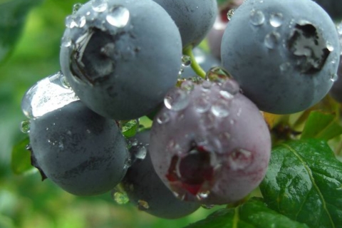 &quot;All-You-Can-Eat&quot; Blueberry Picking at JR Fruit Park Sendai Arahama
