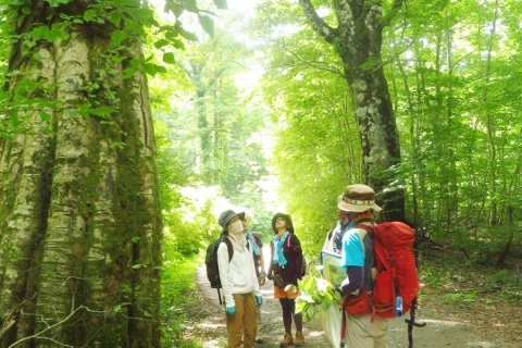 【旅コレフェス対象】　癒しの森温身平で森林セラピー体験