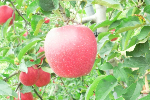 リンゴ摘み取り体験