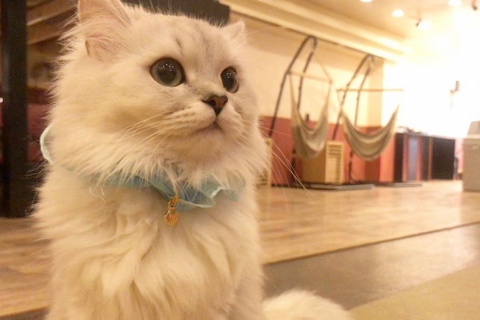 かわいい猫ちゃんと遊べるお店　猫カフェPuchiMarry体験