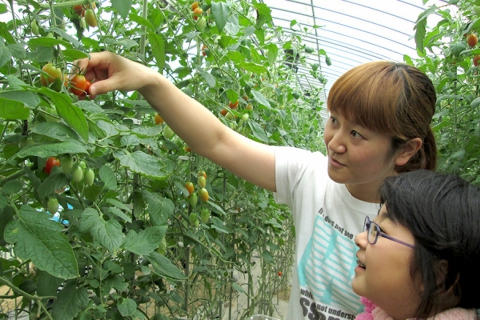 デリシャスファーム　ミニトマト収穫体験