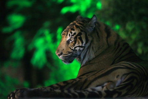 八木山動物公園フジサキの杜「ナイトズージアム2025」特別入園ツアー　＊お子様へ入園記念品プレゼント！