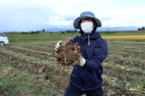 屋外でみんなと楽しむ里芋収穫と芋煮づくり体験（若干名空きあります）