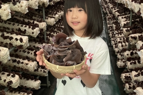 珍しい！オーガニックきくらげの収穫体験！