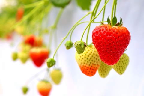 2026年いちご狩り特集🍓