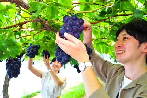 秋のおすすめ収穫体験🍇