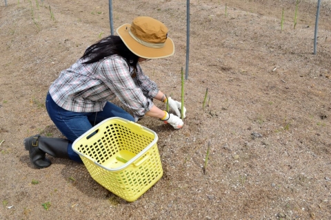 2024年5月開催　オーダー型「春のアスパラガス収穫体験」（山形県川西町）参加者募集中